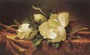 Martin Johnson Heade, Magnolia